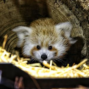 Red panda