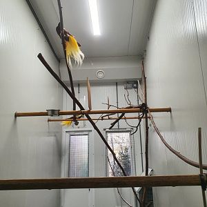 Lesser bird-of-paradise