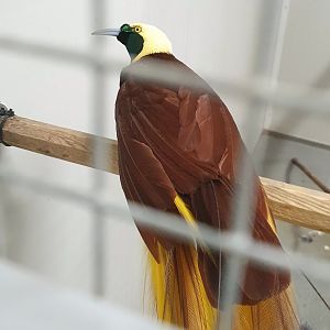 Greater bird-of-paradise