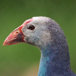 Grey-headed swamphen