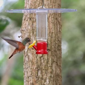 Amazilia hummingbird