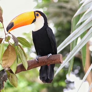 Toco toucan
