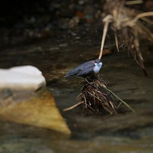 Media 'White-throated dipper' in category 'Austria - Wildlife'