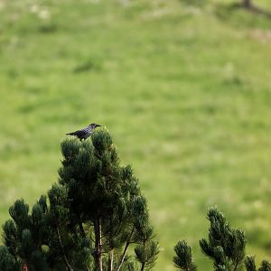 Media 'Spotted nutcracker' in category 'Austria - Wildlife'