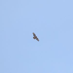 European honeybuzzard