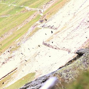 Media 'Yellow billed chough' in category 'Austria - Wildlife'