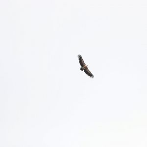 Griffon vulture