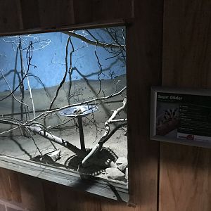 Sugar Glider Enclosure