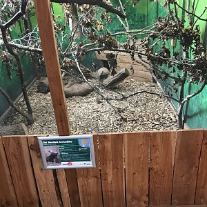 Six Banded Armadillo Enclosure
