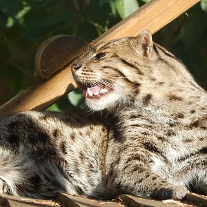 Fishing cat 160921