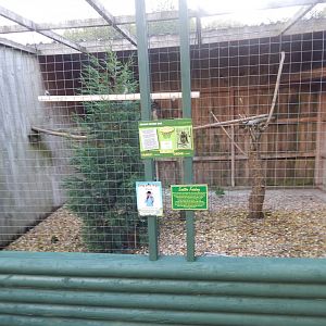 Brown wood owl aviary 160921