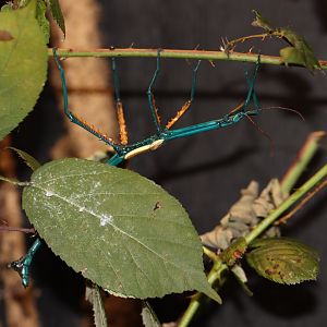 Achrioptera fallax