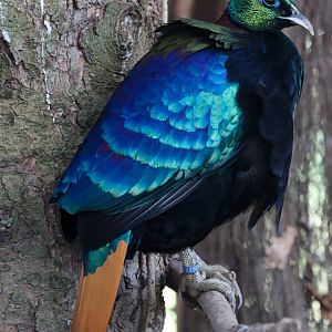 Himalayan monal (Lophophorus impejanus)