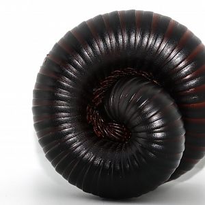 Giant African millipede (Archispirostreptus gigas)