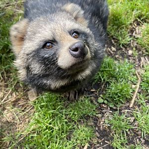 Raccoon dog 160921
