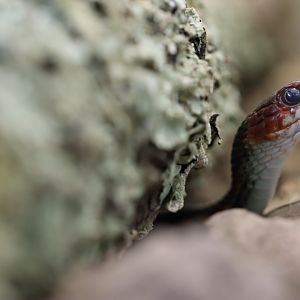 California red-sided garter snake (Thamnophis sirtalis infernalis)