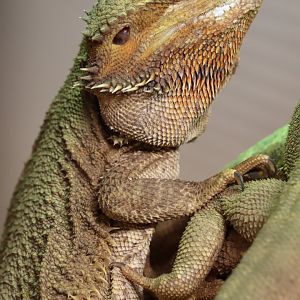 Central bearded dragon (Pogona vitticeps)