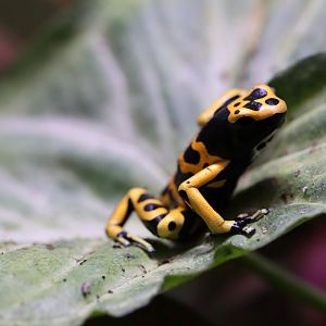 Yellow-banded poison dart frog (Dendrobates leucomelas)