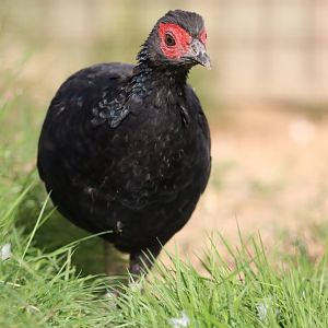 Crestless fireback (Lophura erythrophthalma)