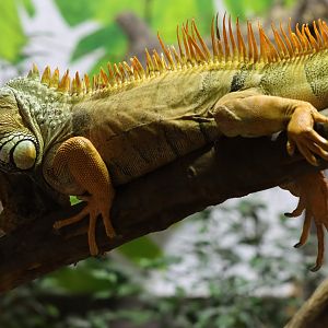 Green iguana (Iguana iguana)
