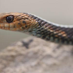Thamnophis sirtalis concinnus