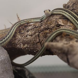 Western ribbon snake (Thamnophis proximus)