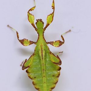 Phyllium letiranti