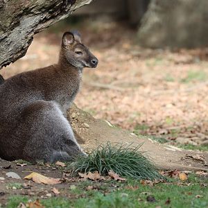 Red-necked wallaby (Macropus rufogriseus)