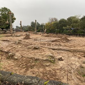 Elephants of the Asian Forest - Asian elephants outdoors 181021