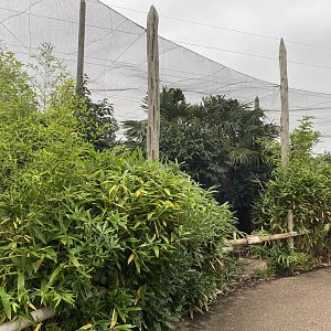 Elephants of the Asian Forest - Outdoor Aviary 181021