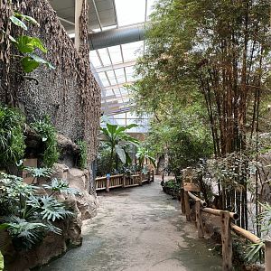 Elephants of the Asian forest - indoors 181021
