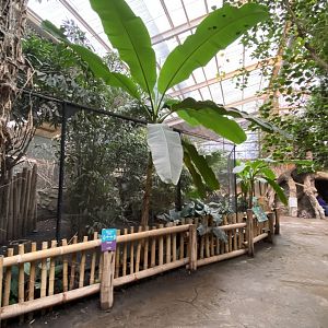 Elephants of the Asian forest - Great hornbill aviary 181021