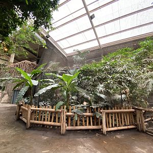 Elephants of the Asian forest - Great hornbill aviary 181021