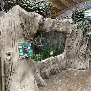 Elephants of the Asian forest - Northern Luzon giant cloud rat exhibit 181021