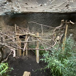 Elephants of the Asian forest - Northern Luzon giant cloud rat exhibit 181021