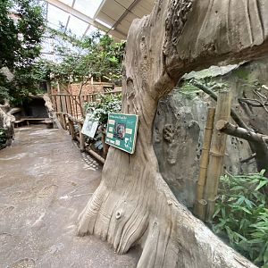 Elephants of the Asian forest - indoors 181021
