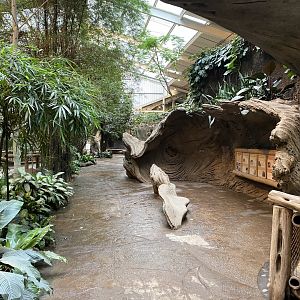 Elephants of the Asian forest - indoors 181021
