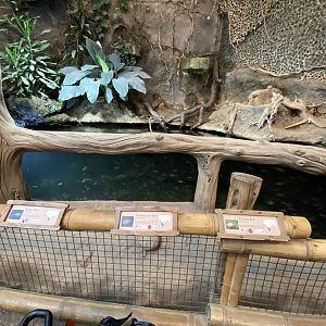 Elephants of the Asian forest - aquatic exhibit 181021