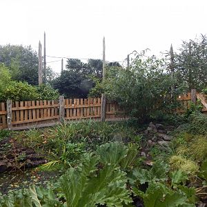 Elephants of the Asian forest - outdoors 181021