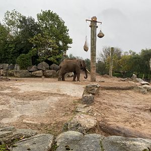 Elephants of the Asian forest - Asian elephant 181021