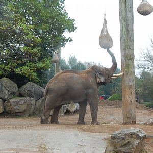 Elephants of the Asian forest - Asian elephant 181021