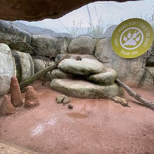 Tsavo Reserve - Arabian rock hyrax exhibit 181021