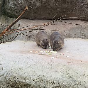 Tsavo Reserve - Arabian rock hyraxes 181021