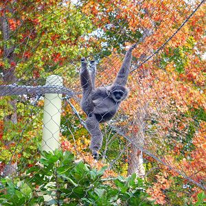 Javan Gibbon at the Greensboro Science Center