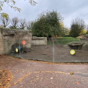 Tsavo Reserve - Aardvark exhibit 181021
