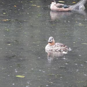 Tsavo Reserve - Tsavo Bird Safari -  African white-backed duck 181021