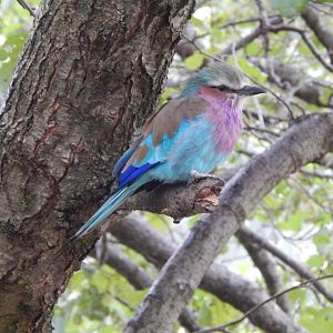 Tsavo Reserve - Tsavo Bird Safari - Lilac-breasted roller 181021