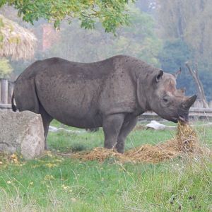 Tsavo Reserve - Eastern black rhinoceros 181021