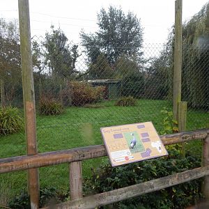 Tsavo Reserve - Eastern grey crowned-crane exhibit 181021