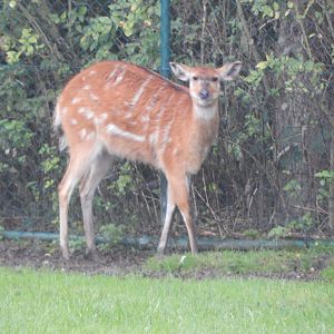 Tsavo Reserve - Western sitatunga 180921